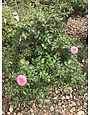 Sweet Drift Rose #3	 15-18" width