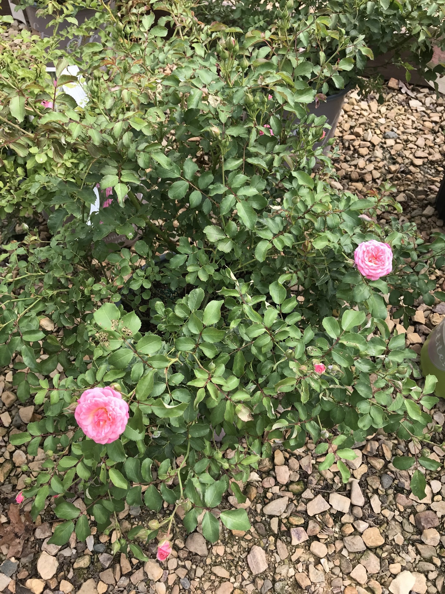 Sweet Drift Rose #3	 15-18" width
