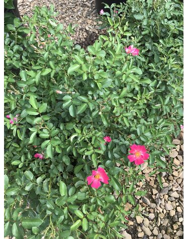 Pink Drift Rose