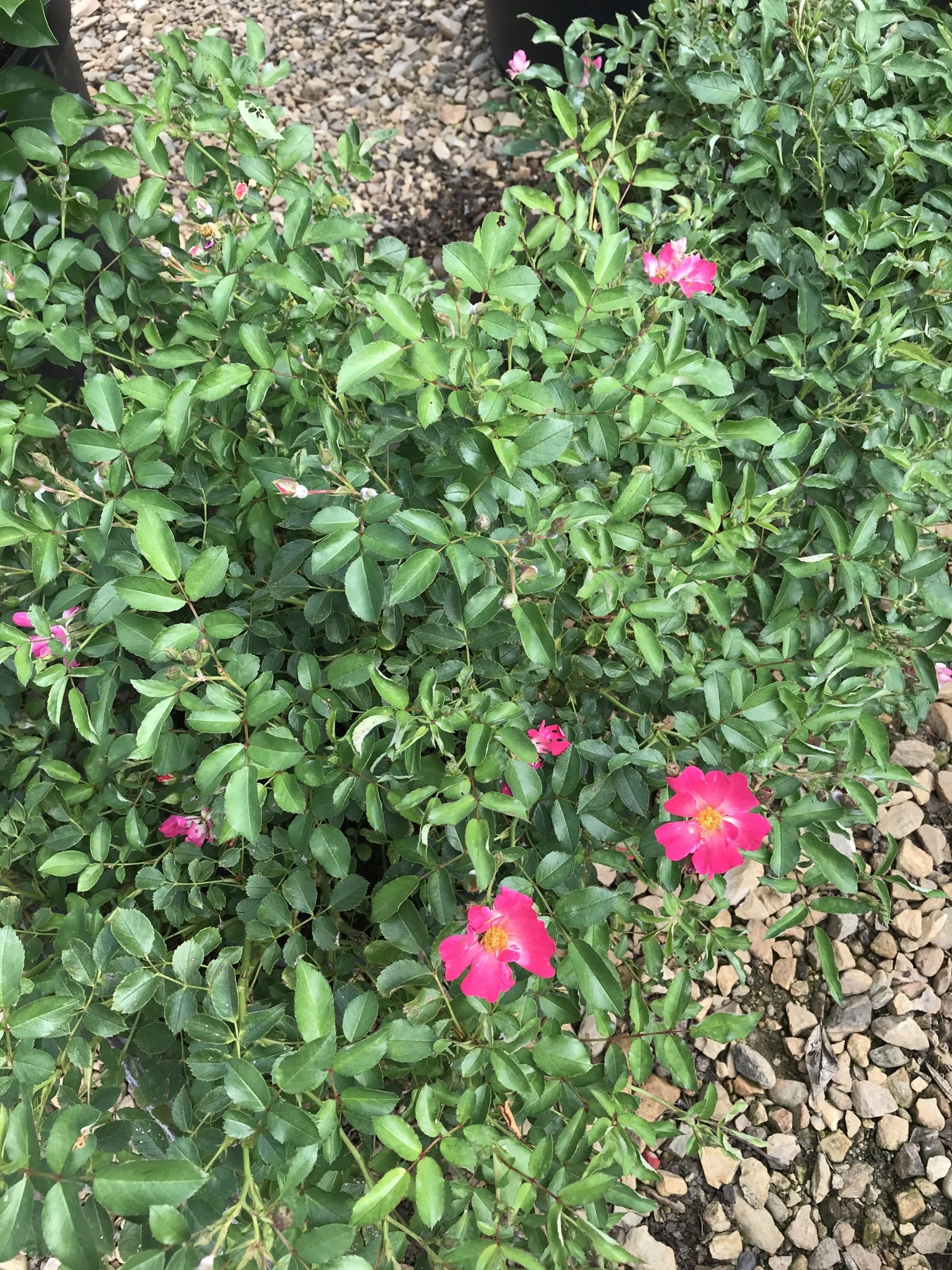 Pink Drift Rose
