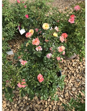 Peach Drift Rose #3 15-18" width