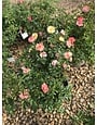 Peach Drift Rose #3 15-18" width