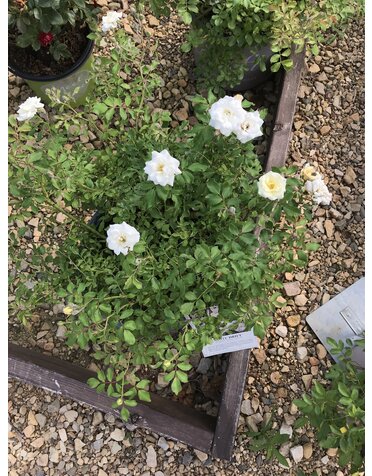 White Drift Groundcover Rose #3