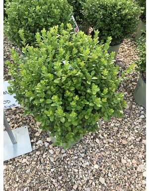 Boxwood, Buxus 'SB300' NewGen Freedom® 3G