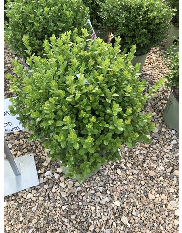 Boxwood NewGen Freedom, 3G