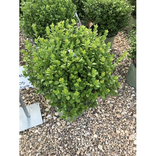 Boxwood, Buxus 'SB300' NewGen FreedomÂ® 3G