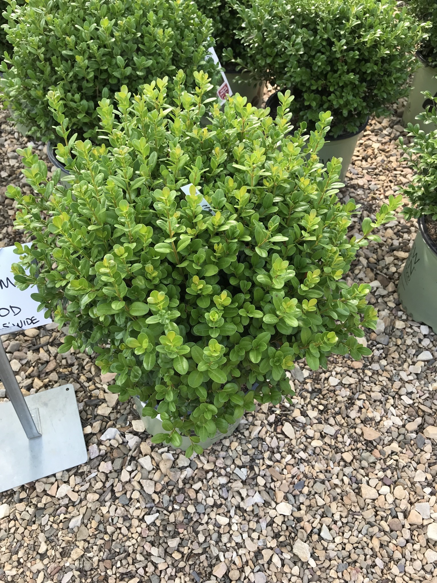 Boxwood, Buxus 'SB300' NewGen Freedom® 3G