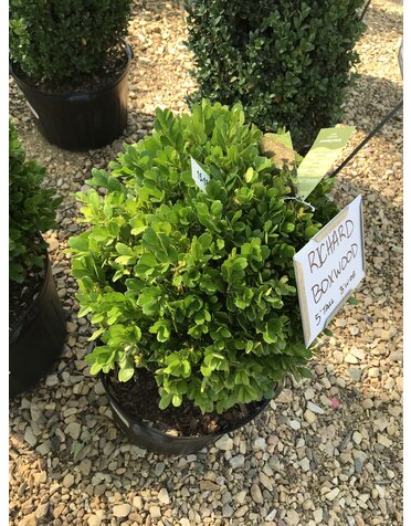 Boxwood, Buxus harlandii 'Richard' 15-18"