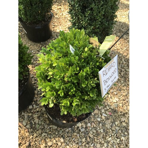 Boxwood, Buxus harlandii 'Richard' 15-18"