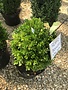Boxwood, Buxus harlandii 'Richard' 15-18"