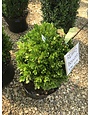 Boxwood Richard