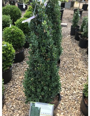 Boxwood, Buxus sempervirens 'Fastigiata' 30-36"