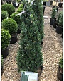 Boxwood, Buxus sempervirens 'Fastigiata' 30-36"
