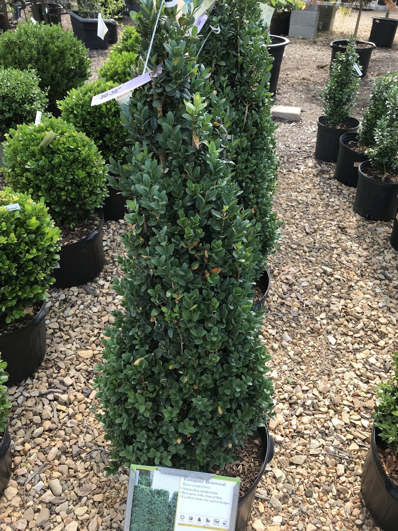 Boxwood, Buxus sempervirens 'Fastigiata' 30-36"