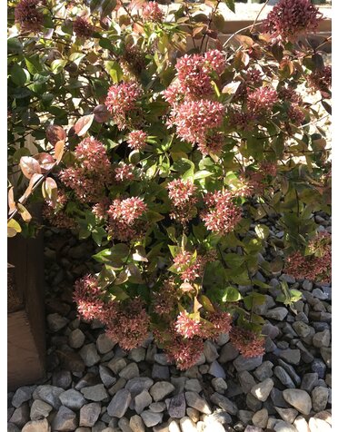 Abelia, Abelia x grandiflora 'Rose Creek' 3G