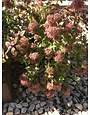 Abelia, Abelia x grandiflora 'Rose Creek' 3G