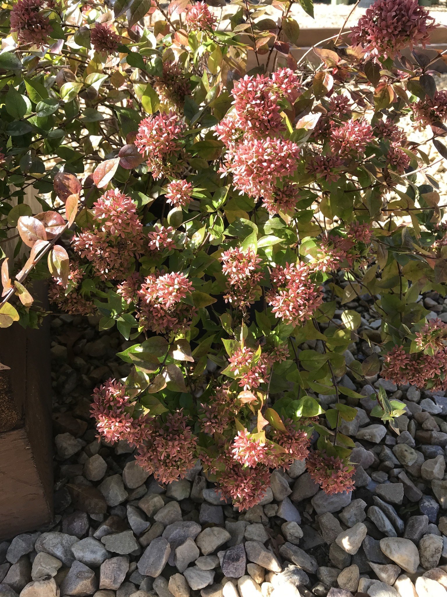 Abelia x grandiflora 'Rose Creek' 3G