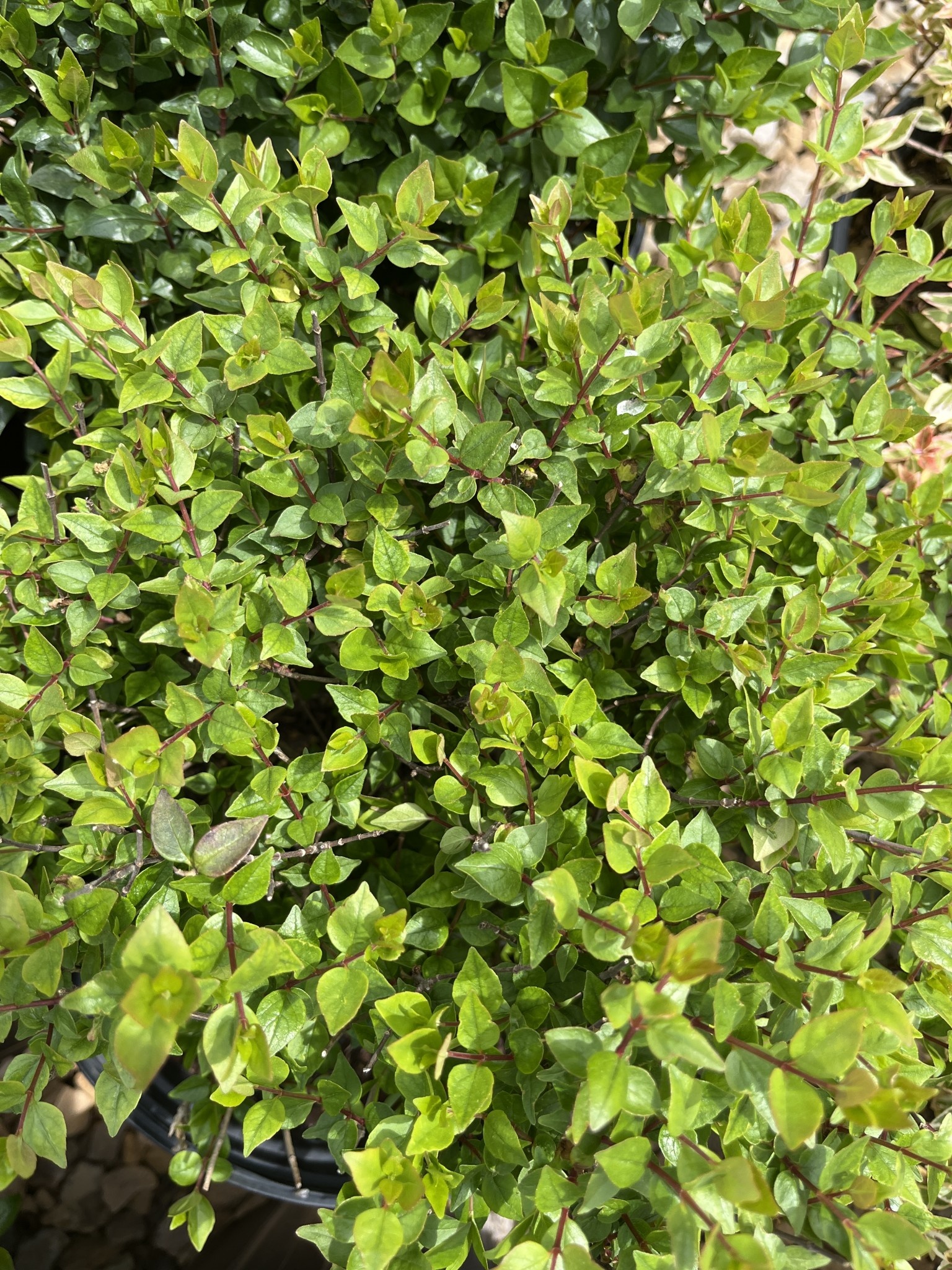 Abelia x grandiflora 'Rose Creek' 3G