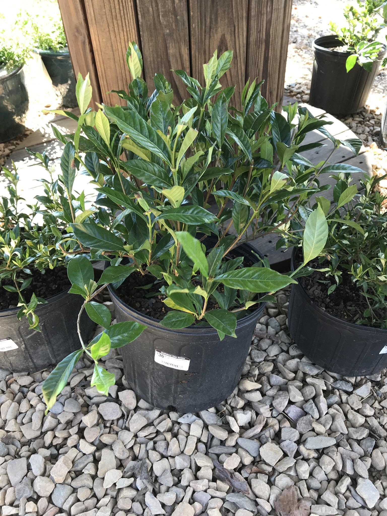 Gardenia August Beauty 3G