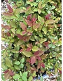 Proven Winner Double Play Doozie Spirea 3G