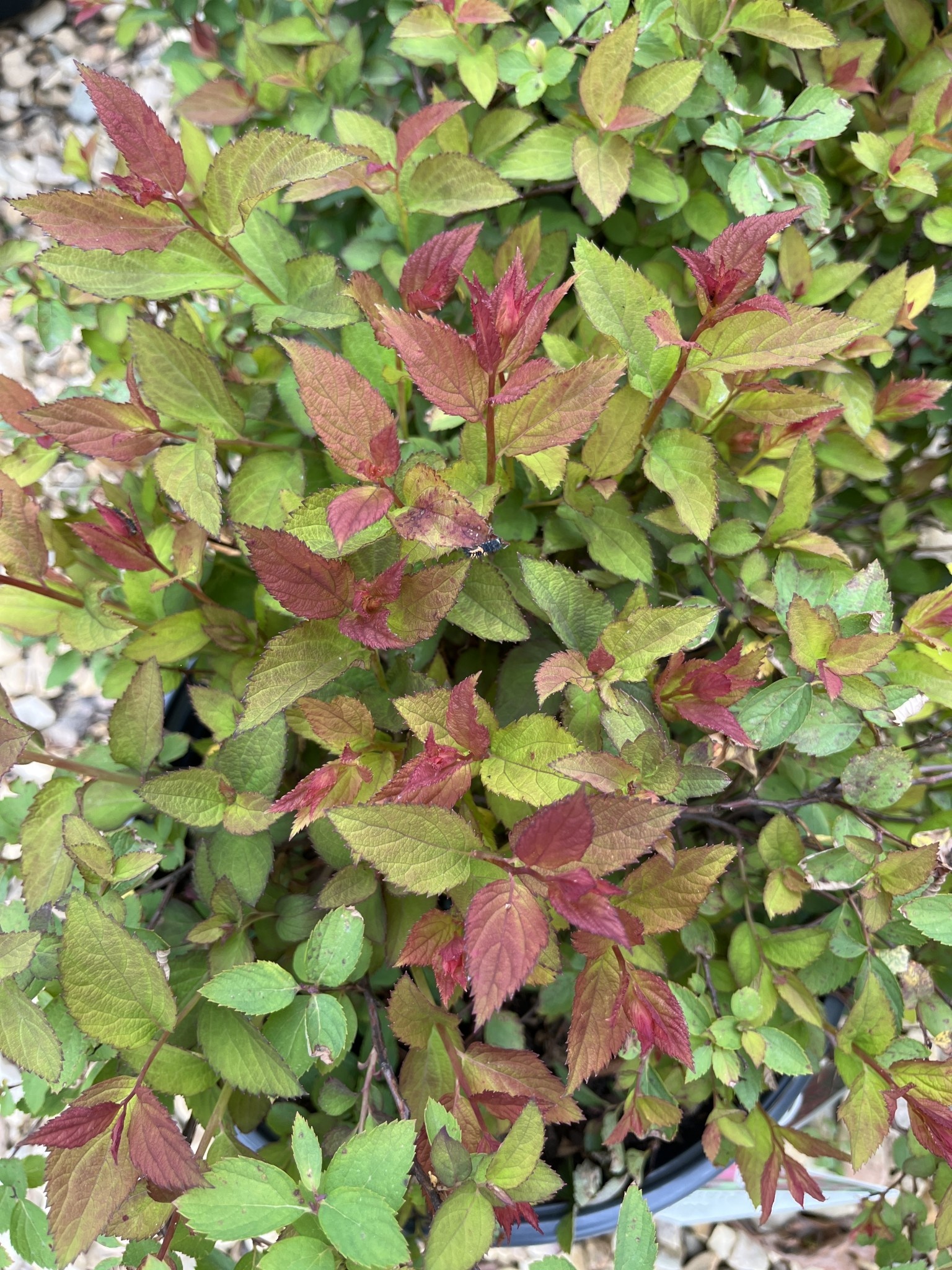 Proven Winner Double Play Doozie Spirea 3G