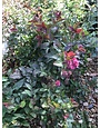 Proven Winner Double Play Doozie Spirea 3G