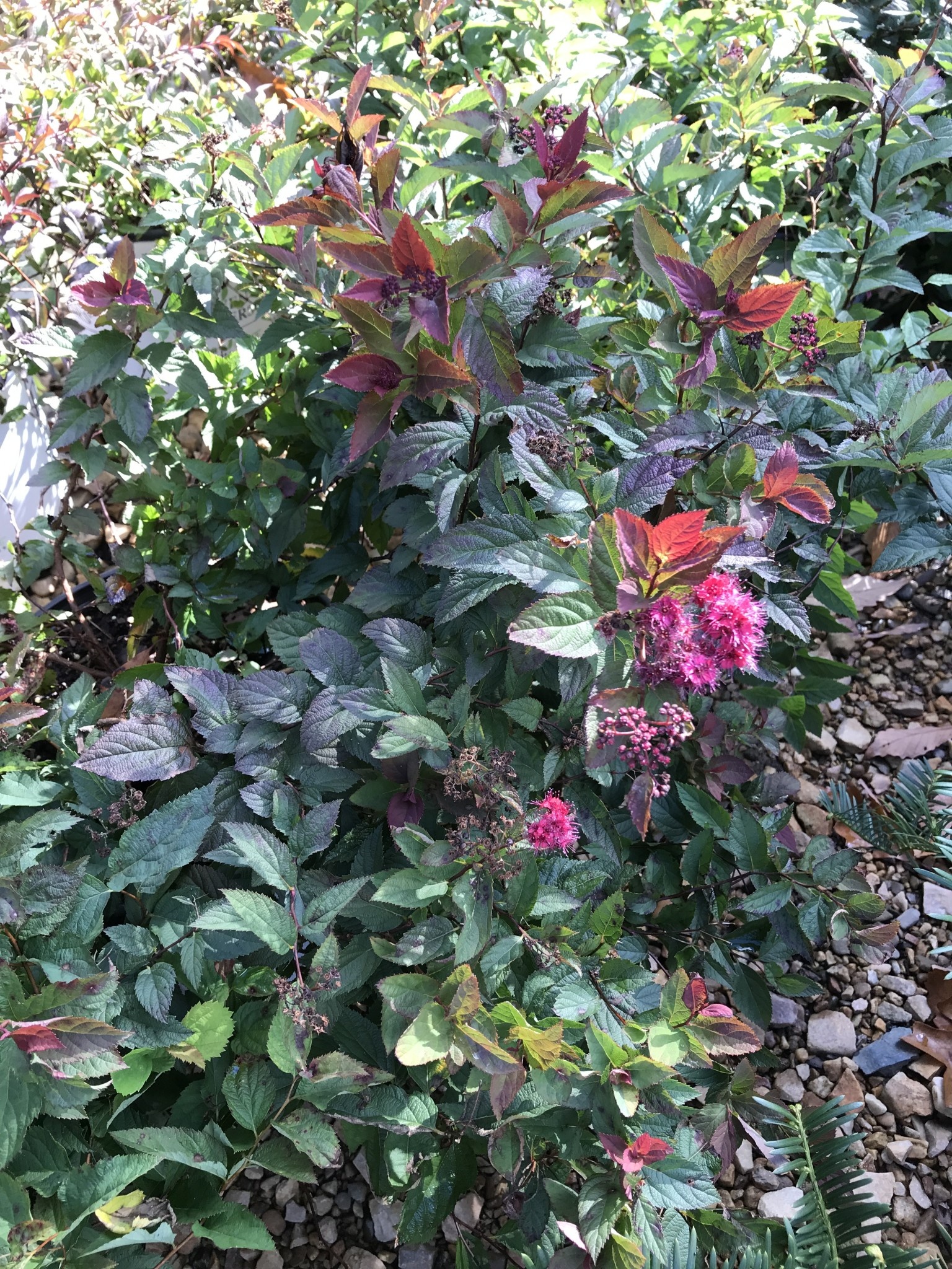 Proven Winner Double Play Doozie Spirea 3G
