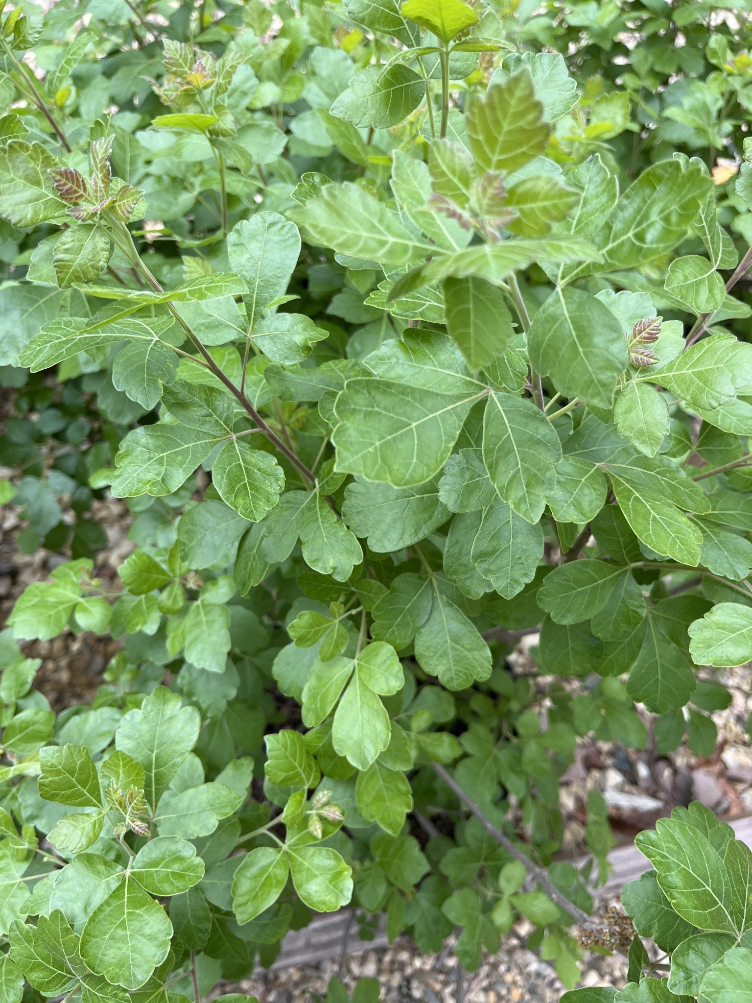 Weigela, Weigela florida 'Verweig9' Midnight Sun® 3G