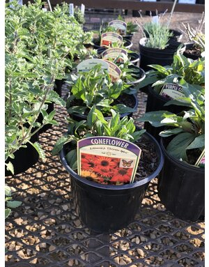 Coneflower, Echinacea 'Cheyenne Spirit' 1G