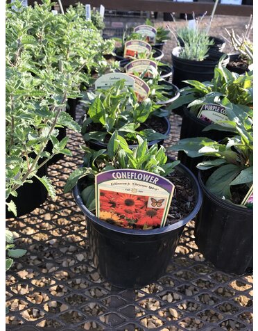 Coneflower, Echinacea 'Cheyenne Spirit' 1G