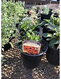 Coneflower, Echinacea 'Cheyenne Spirit' 1G