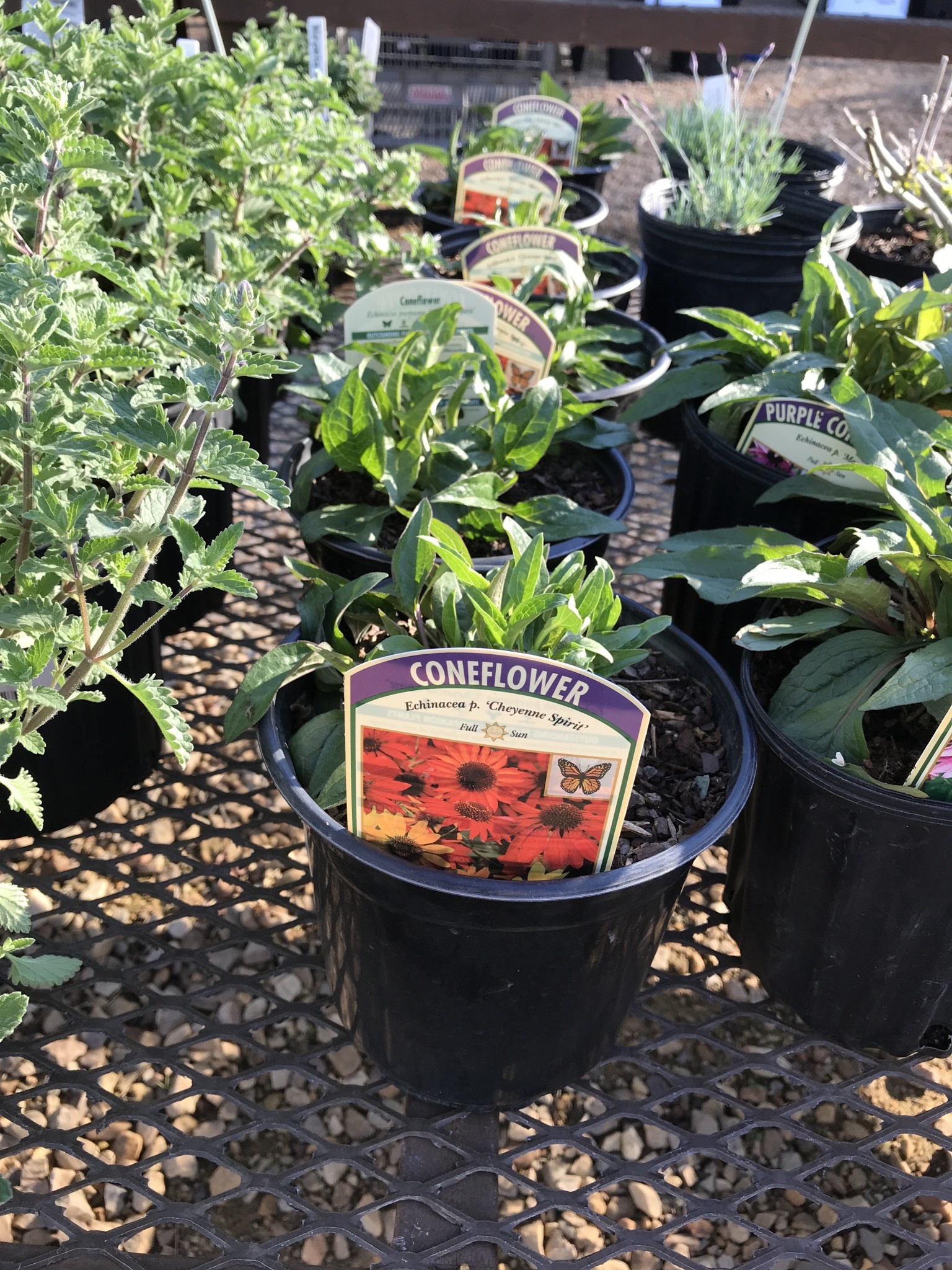 Coneflower, Echinacea 'Cheyenne Spirit' 1G