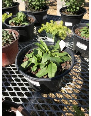 Echinacea purpurea PowWow® Wild Berry, Coneflower NATIVE