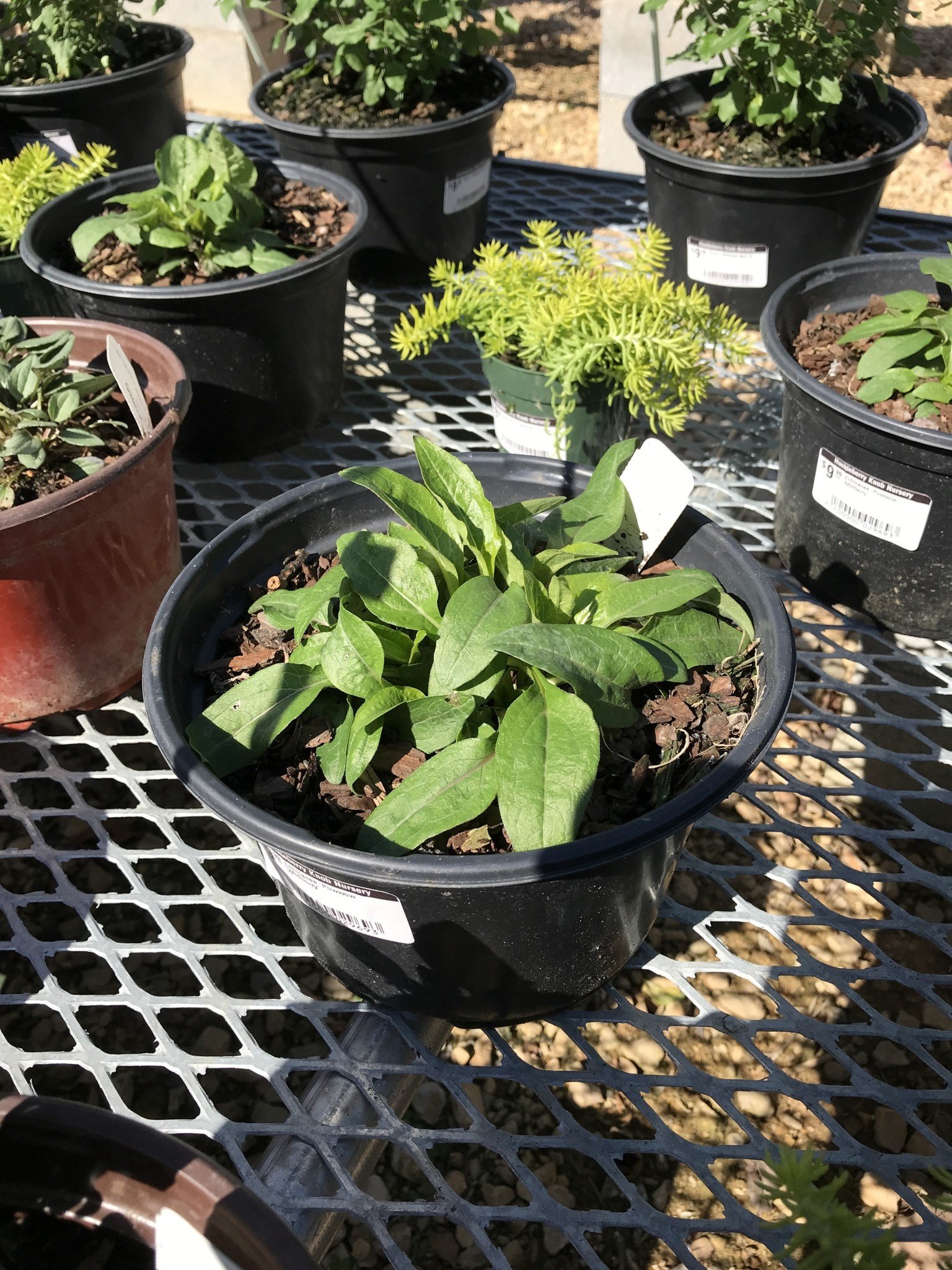 Echinacea purpurea PowWow® Wild Berry, Coneflower NATIVE