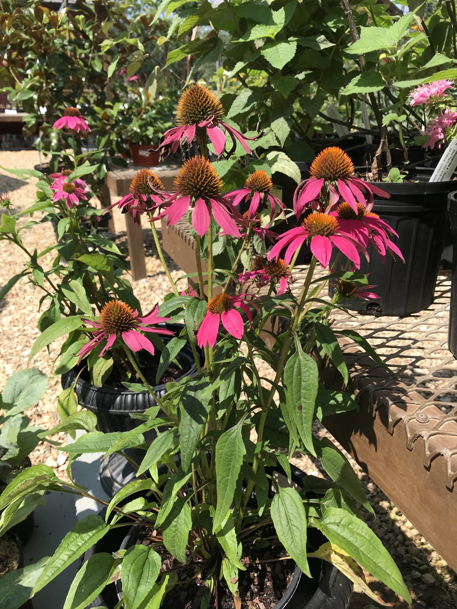 Echinacea purpurea PowWow® Wild Berry, Coneflower NATIVE