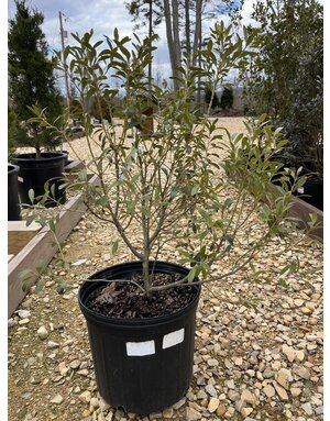 Holly, Ilex glabra 'Shamrock' (Inkberry) 3G