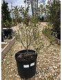 Holly, Shamrock Inkberry  3G -native