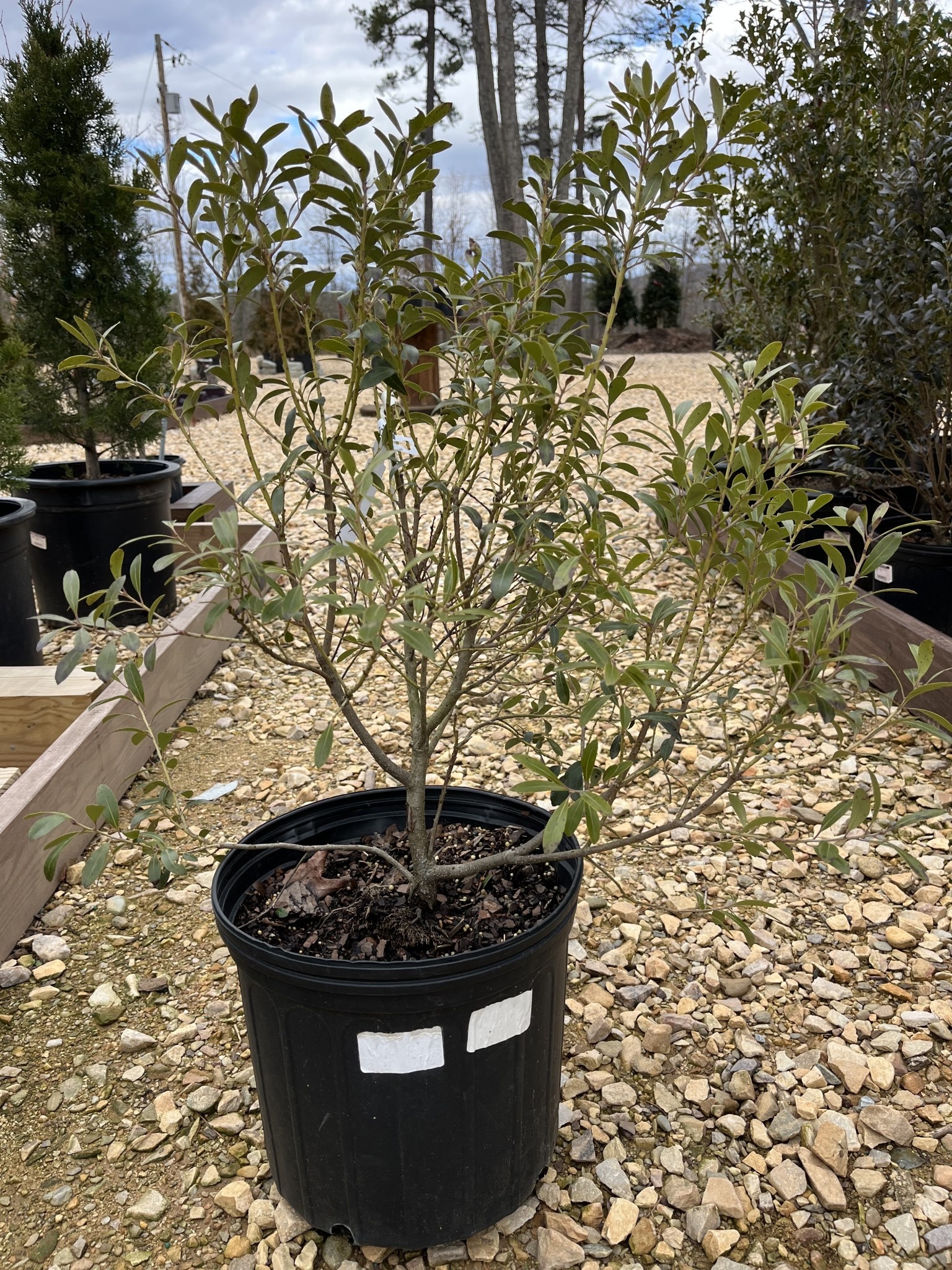 Holly, Shamrock Inkberry  3G -native