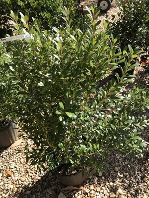 Holly, Ilex glabra 'Shamrock' (Inkberry) 3G Holly, Ilex glabra 'Shamrock' (Inkberry) 3G
