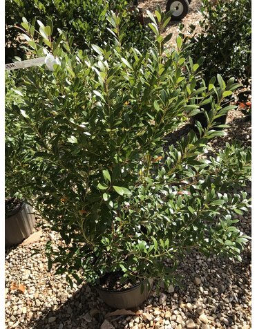 Holly, Ilex glabra 'Shamrock' (Inkberry) 3G