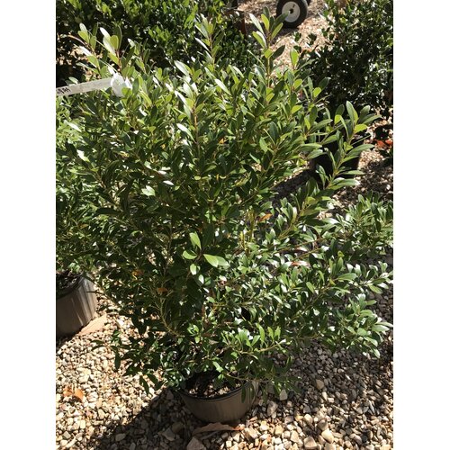 Holly, Ilex glabra 'Shamrock' (Inkberry) 3G