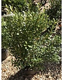 Holly, Shamrock Inkberry  3G -native