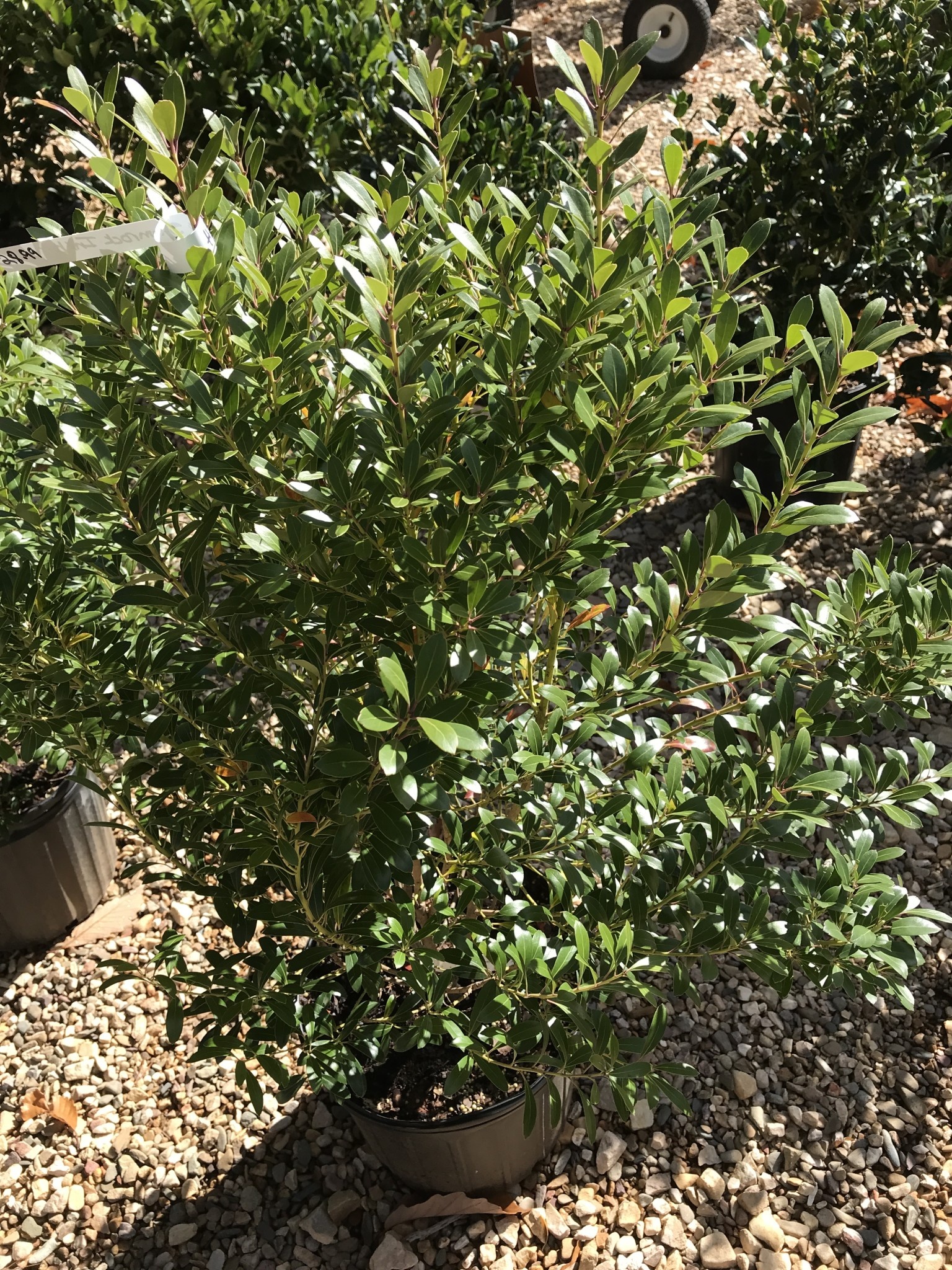 Holly, Ilex glabra 'Shamrock' (Inkberry) 3G