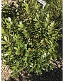Holly, Ilex glabra 'Shamrock' (Inkberry) 3G