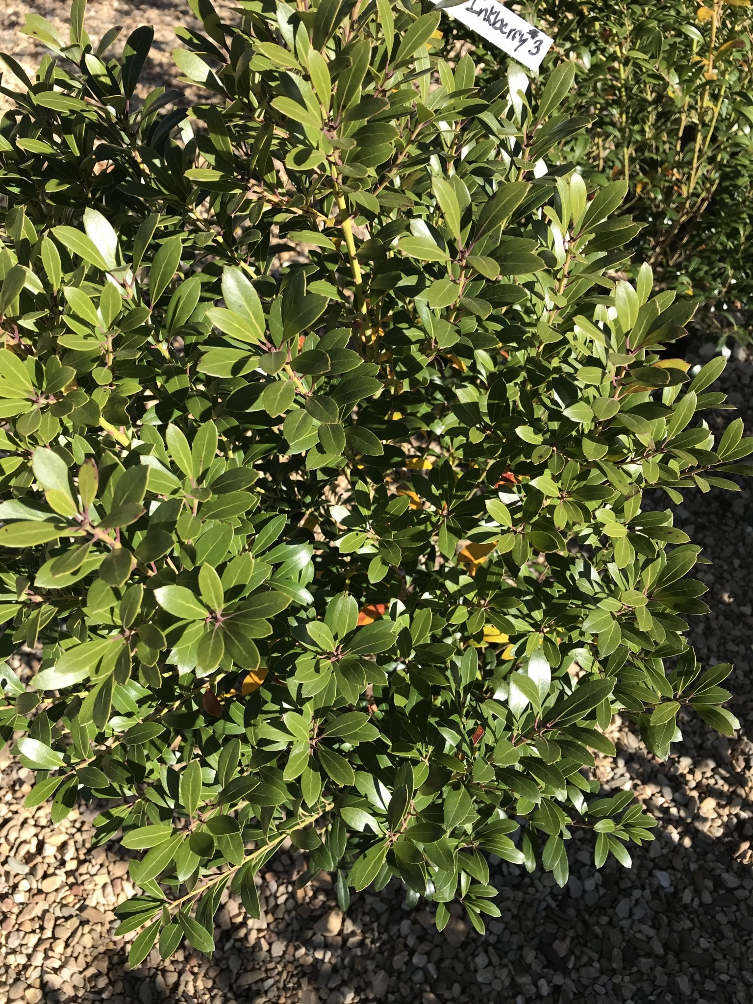 Holly, Ilex glabra 'Shamrock' (Inkberry) 3G