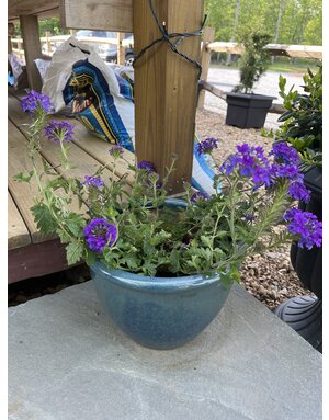Verbena 'Homestead Purple' Blue 4Q/1G