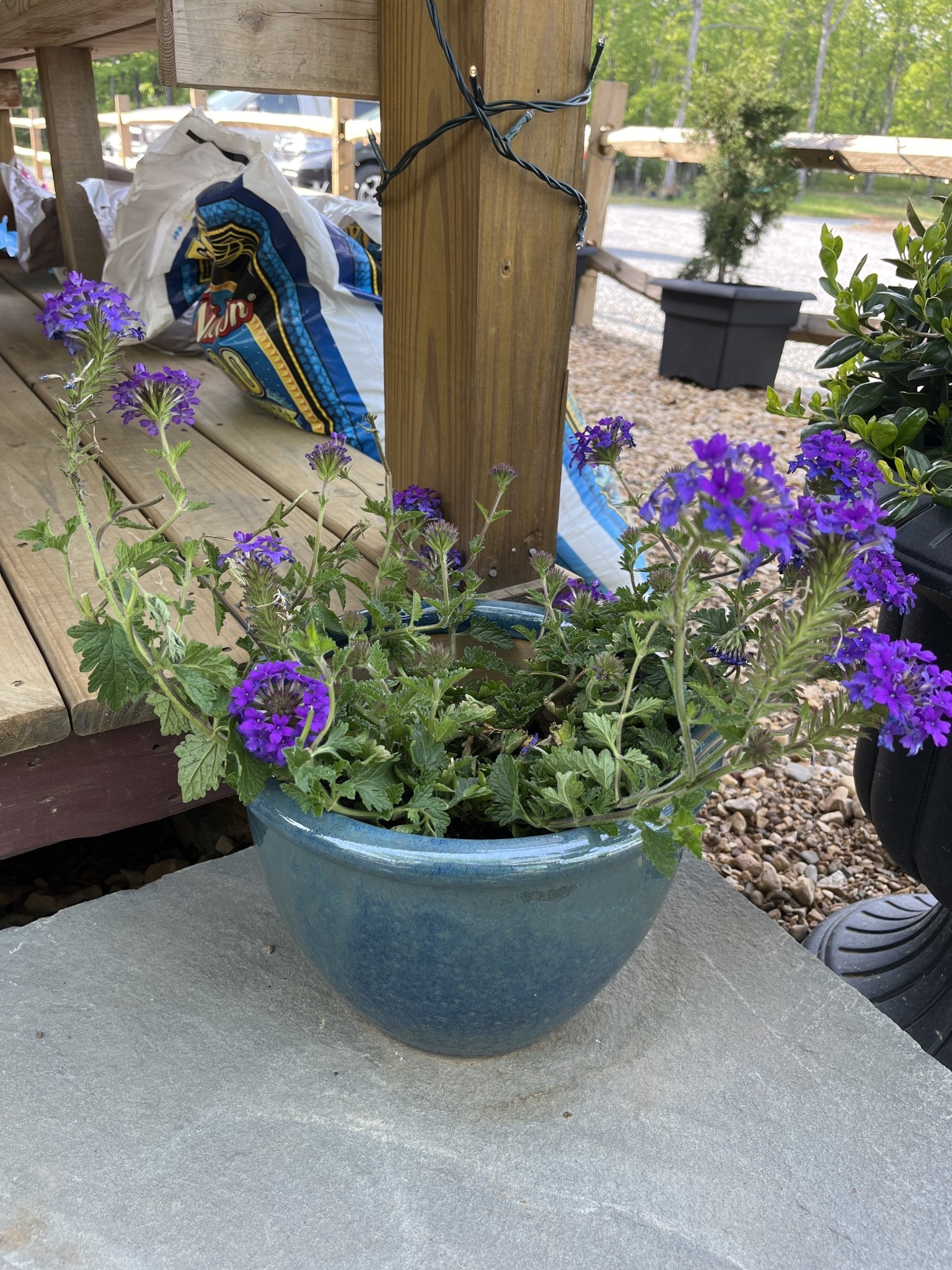 Verbena 'Homestead Purple' Blue 4Q/1G