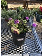 Verbena 'Homestead Purple' Blue 4Q/1G