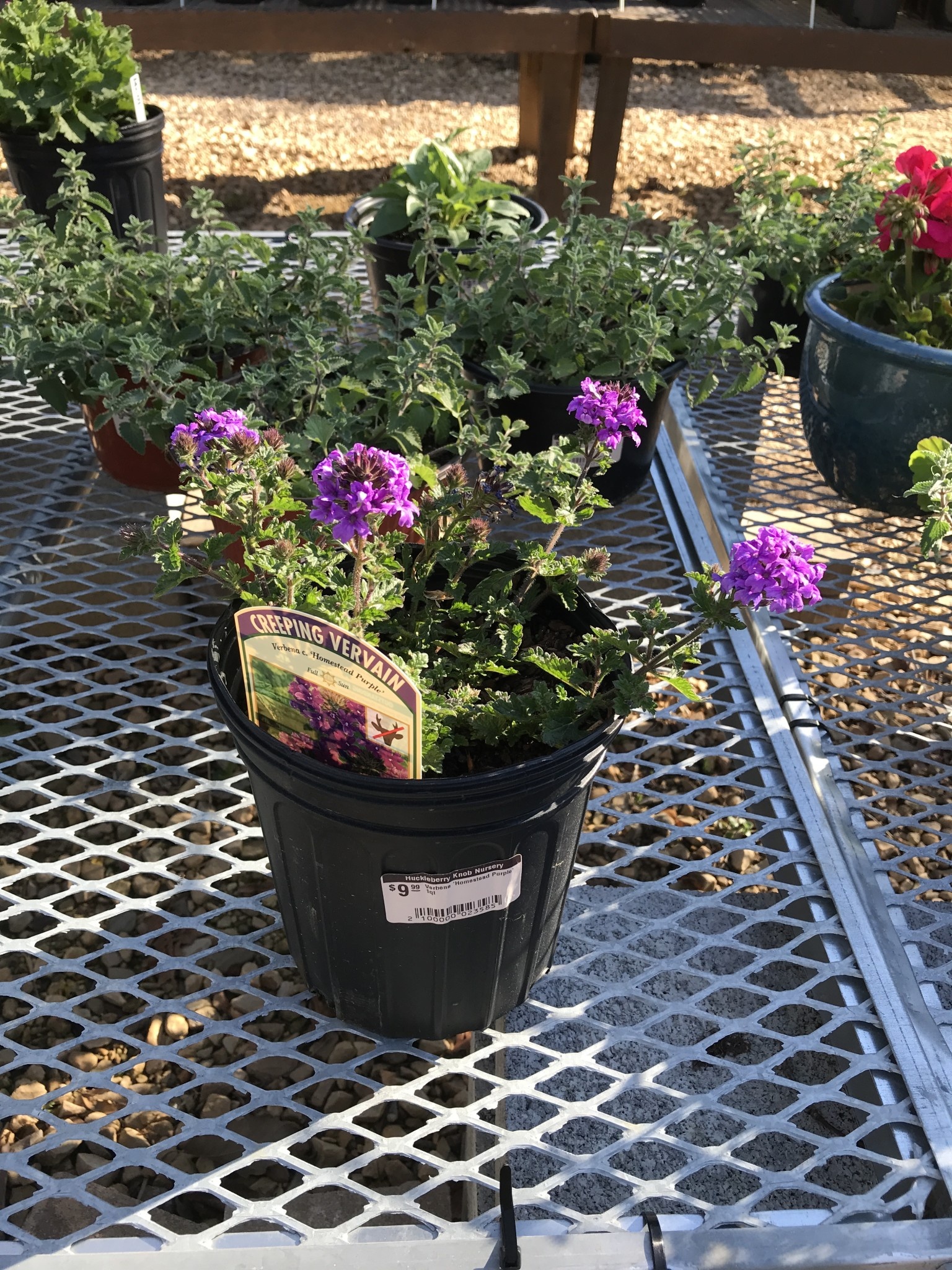 Verbena 'Homestead Purple' Blue 4Q/1G