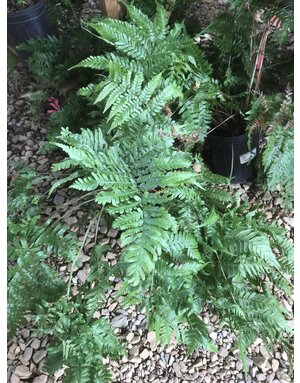 Dryopteris erythrosora Brilliance™ 3G  AUTUMN FERN